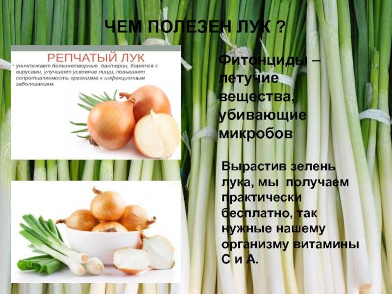 Репчатый лук проект