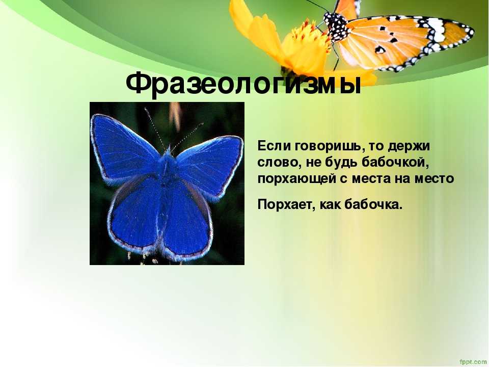 Бабочка составить слова. Поговорки про бабочек. Фразеологизм о бабочке. Пословицы про бабочек. Пословицы о бабочках для детей.