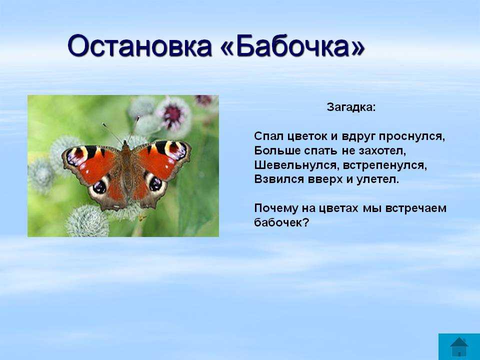 Бабочка какой вопрос. Загадка про бабочку. Загадки на тему бабочка. Загадка про бабочку для детей. Загадка о бабочке бабочка.