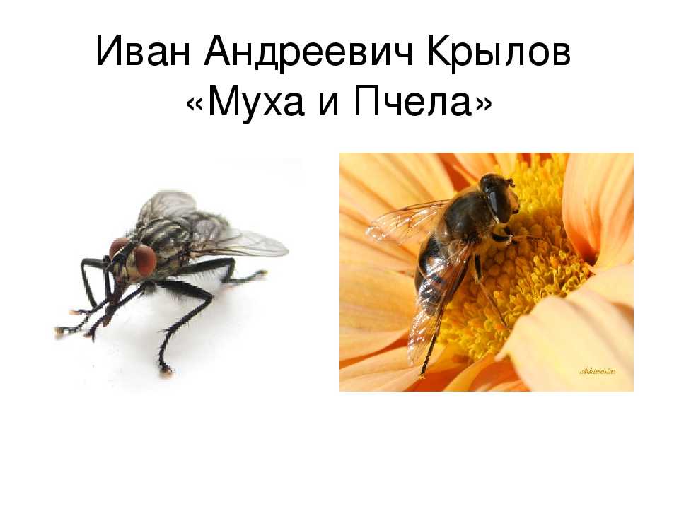 Фразы мухи. Муха и пчела. Крылов Муха и пчела. Муха и пчела басня Крылова. Басни крыловамуха и вчела.