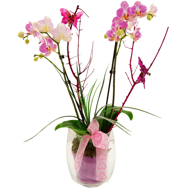 Подарили орхидею в горшке. Фаленопсис Anthura Ingrid. Упаковка орхидеи в горшке. Орхидея в горшке в подарок. Орхидея в упаковке.