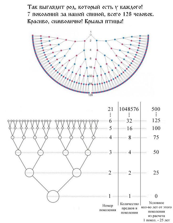 7 поколений рода схема как составить