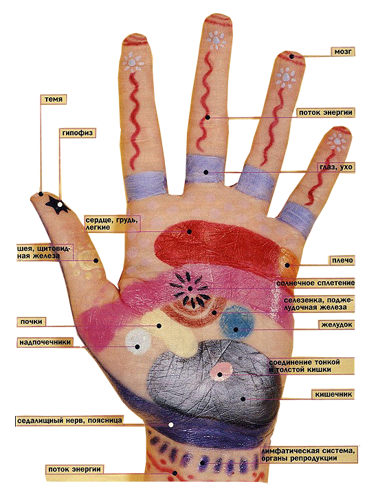 Точки на левой ладони. Точки органов на ладони. Точки органов на ладони левой руки. Точки органов на пальцах рук.