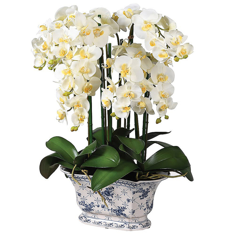 Орхидеи в горшке интернет магазин. Орхидея Phalaenopsis Mikimoto. Фаленопсис Orchids 931203295. Фаленопсис Nashville. PF 5035 фаленопсис.