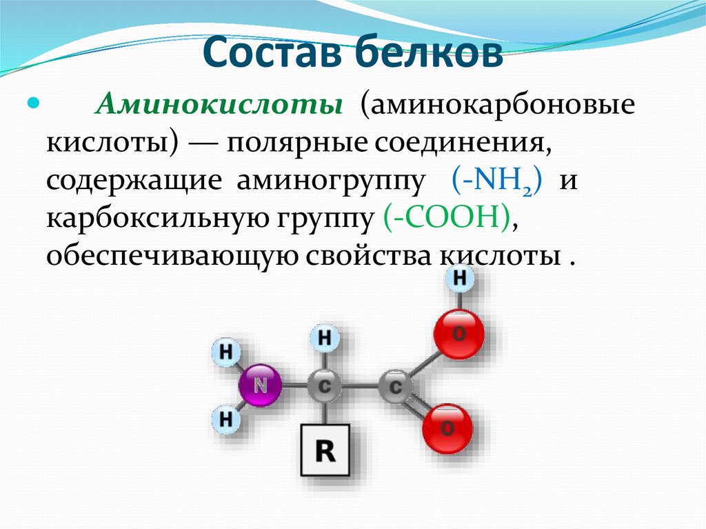 Биологические функции аминокислот