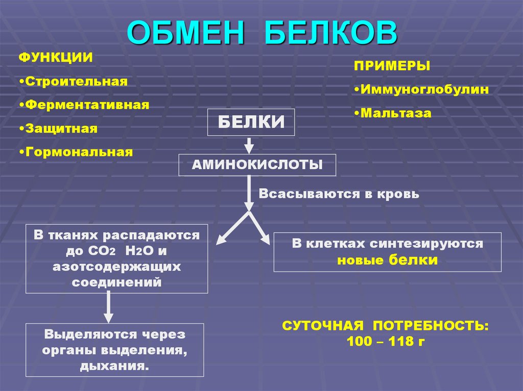 Схема обмена белков в организме человека