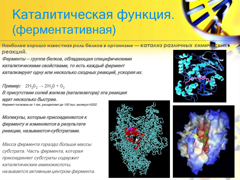 Ферменты и их роль в организме человека проект