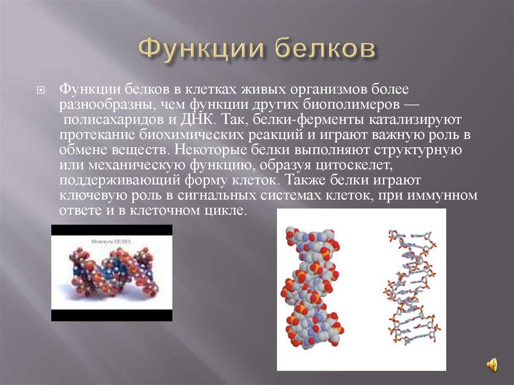 Презентация белки и их роль в организме человека