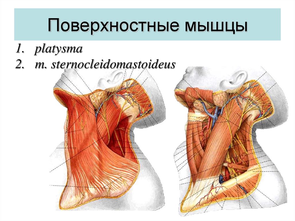 Подкожная мышца. Платизма анатомия мышца. Подкожная мышца шеи platysma. Мышцы шеи поверхностные платизма.