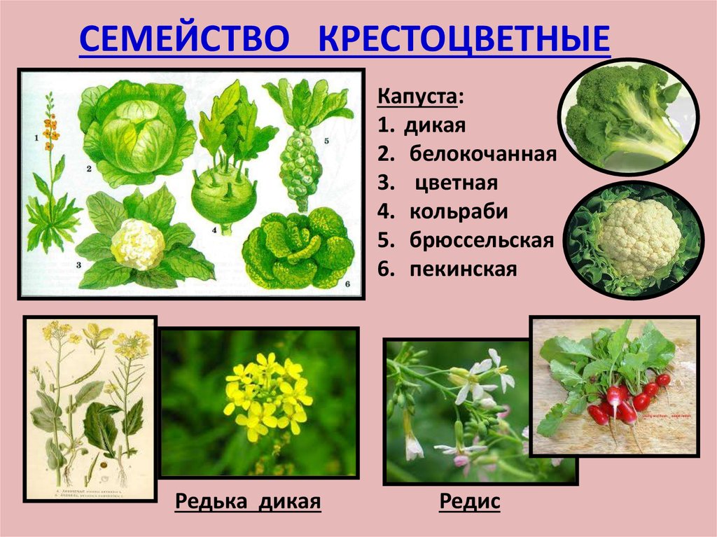 Какие культурные растения относятся к овощным