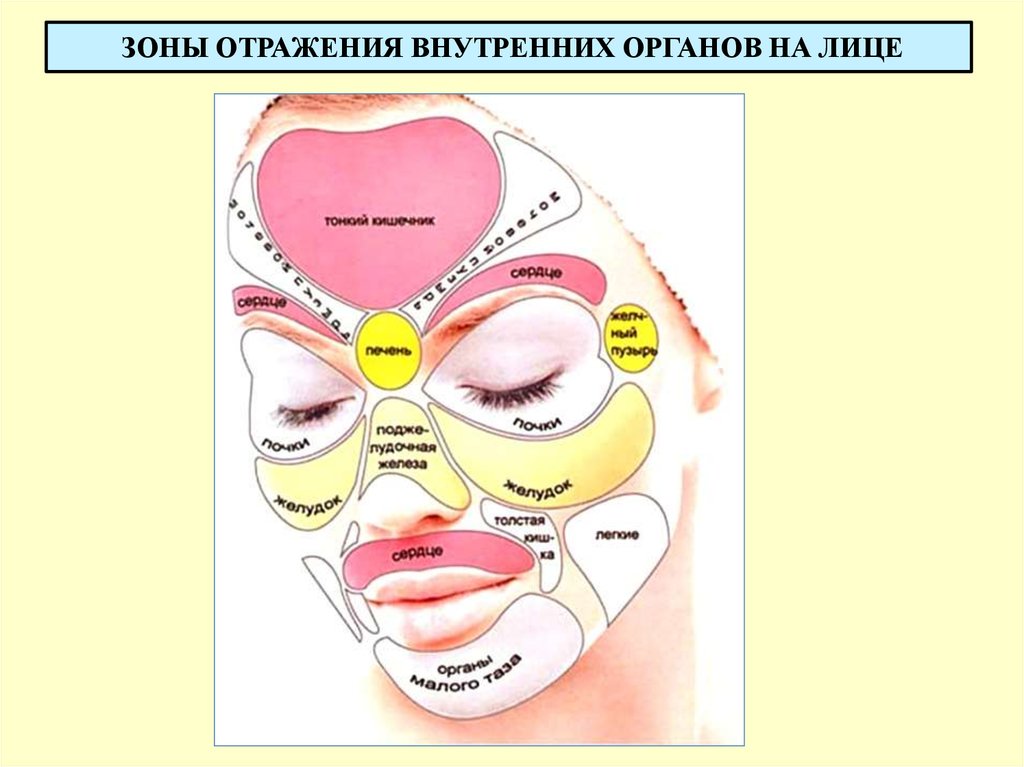 За какие органы отвечают прыщи на лице. Зоны органов на лице. Отображение внутренних органов на лице. Проекция внутренних органов на лице. Соответствие зон лица внутренним органам.