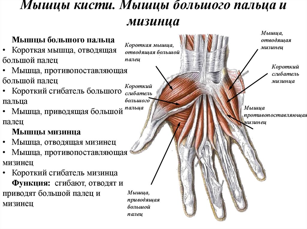 Сухожилия среднего пальца руки