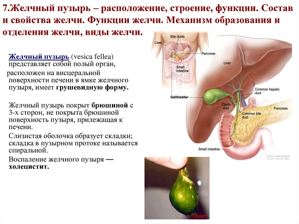 Где желчь находится у человека в картинках