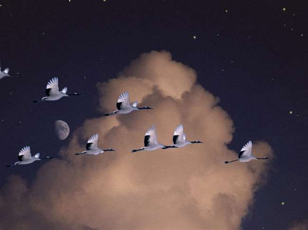 Песня птицы в небесах летают. Клин журавлей в небе Гамзатов. Белый журавль. Белые Журавли в небе.