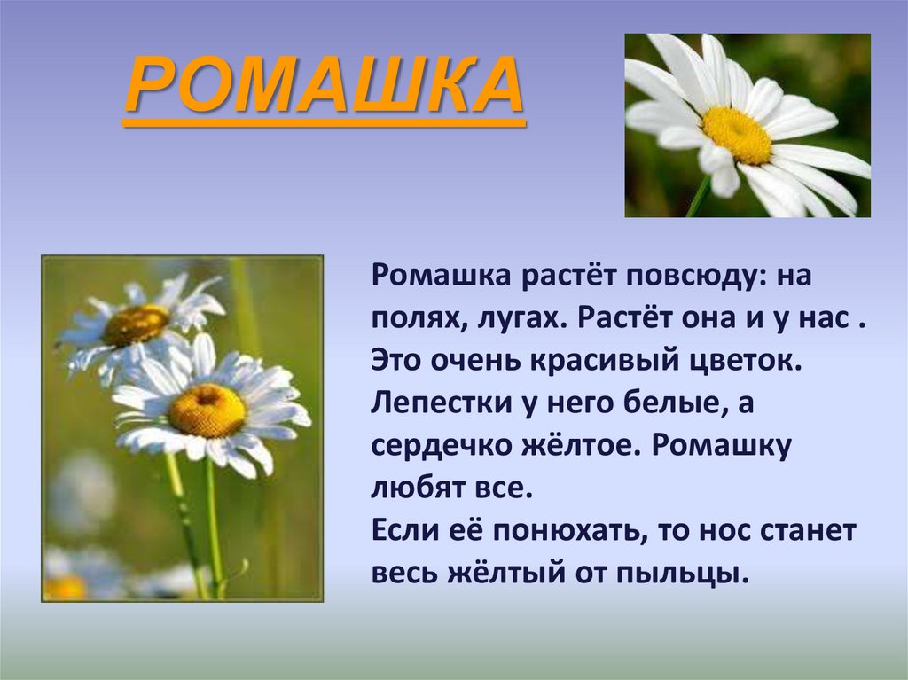 Окружающий мир 2 класс рассказ о растении. Рассказ о ромашке. Описание ромашки. Доклад про ромашку. Описание цветка ромашки.