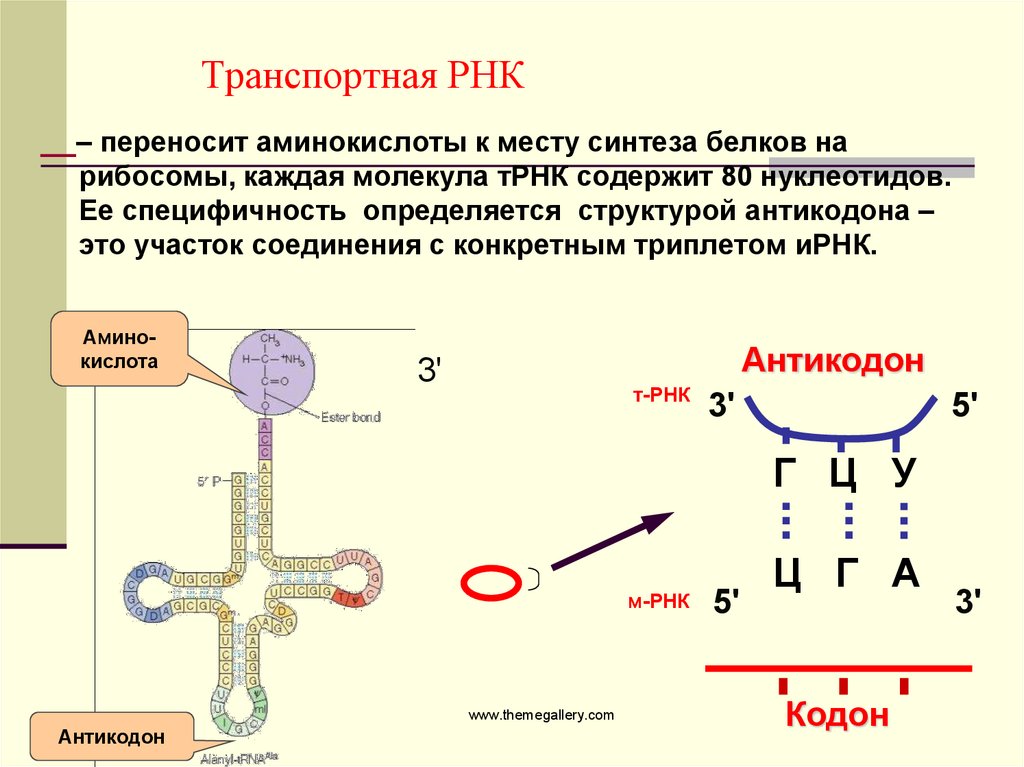 Рассмотрите предложенную схему реакции между аминокислотами