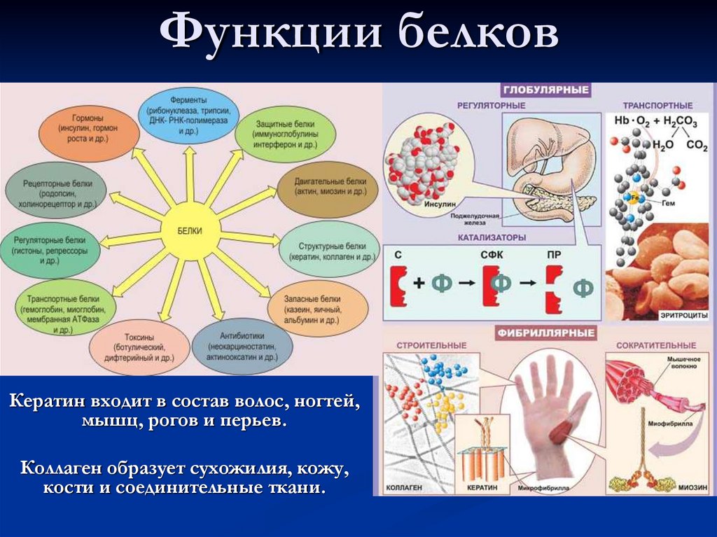 Роль белков в организме презентация