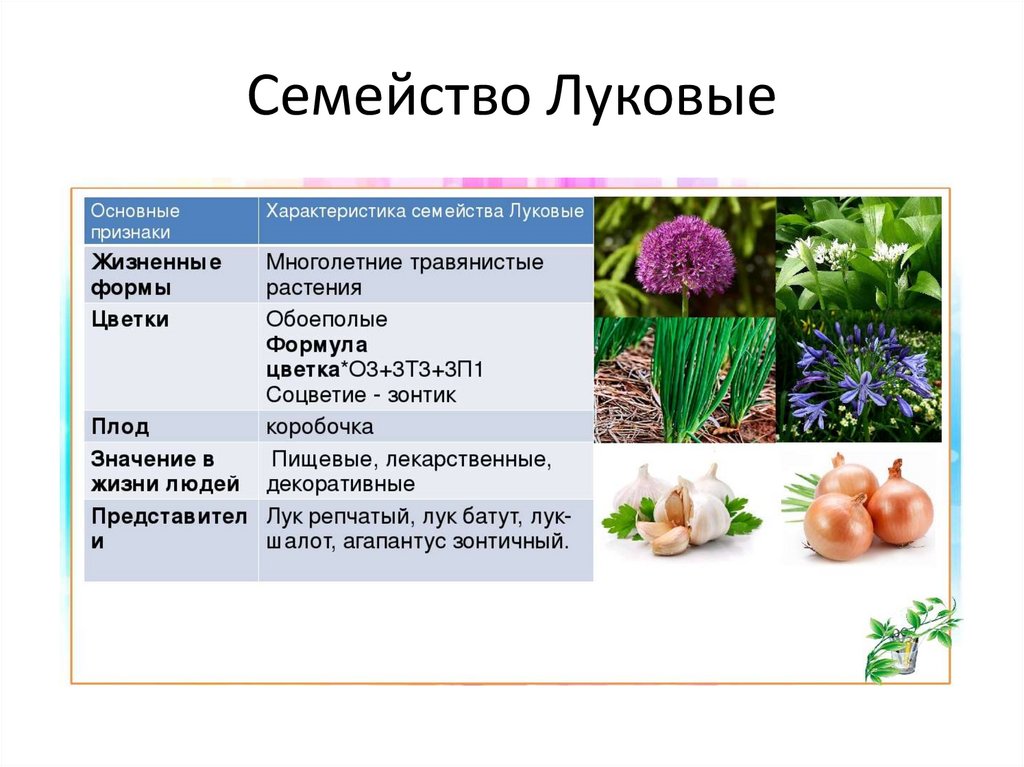 Семейства растений презентация 6 класс