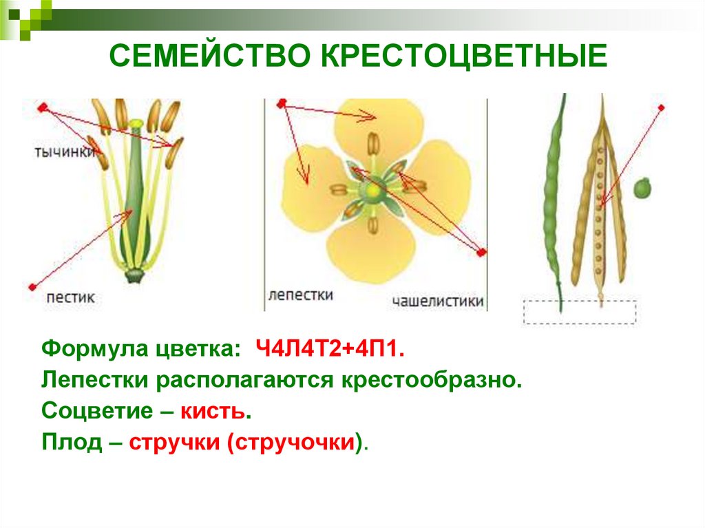 Семейство крестоцветные пищевые