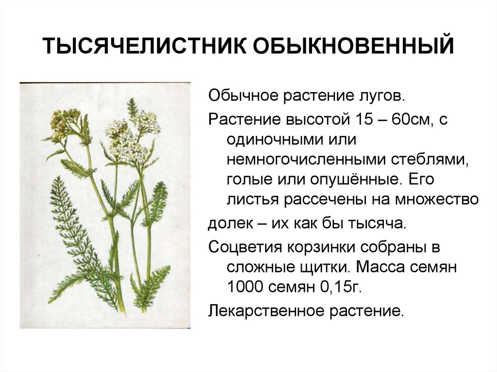 Тысячелистник трава инструкция по применению