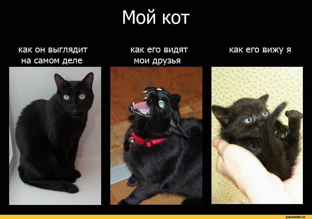 Не будет видно черной. Как выглядит мой кот. Мемы с кошками. Как выглядит как выглядит кот. Популярные мемы с котами.