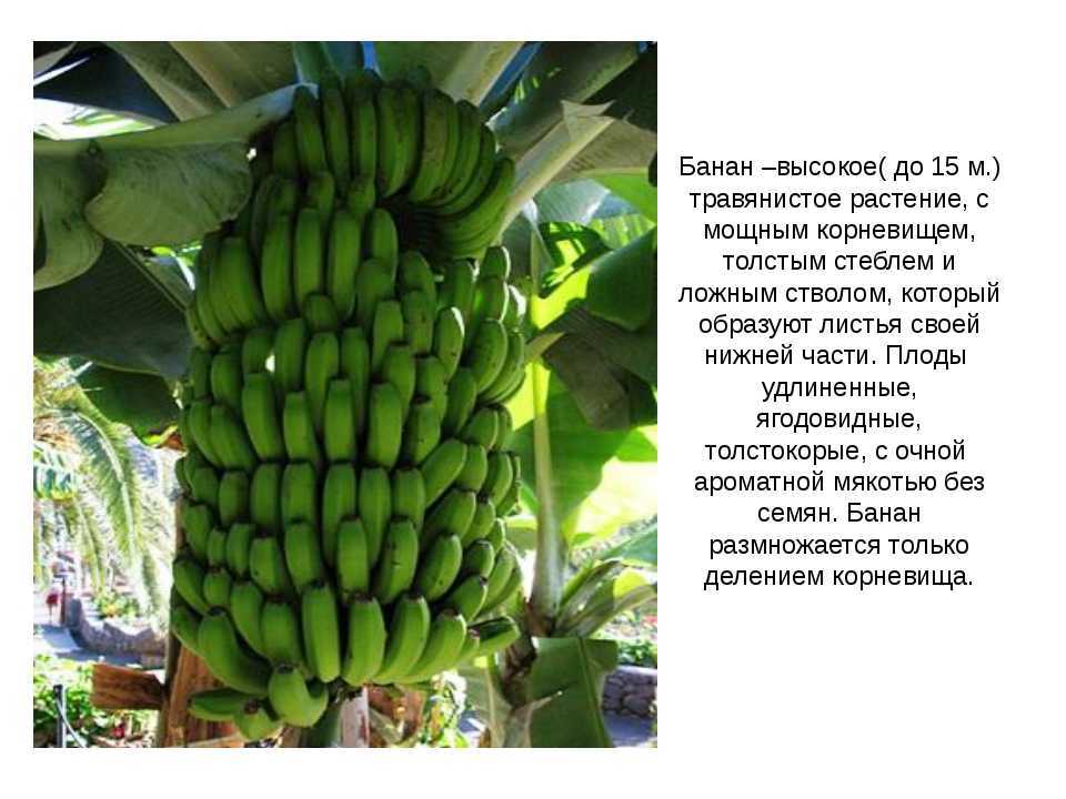 Банан это фрукт ягода трава или овощ