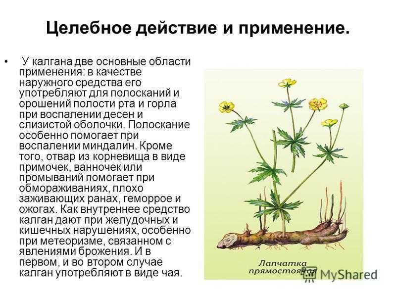 Колган растение для чего применяют фото и описание