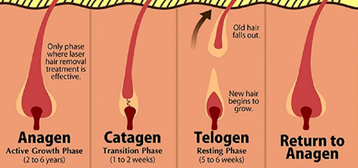 Сколько может длиться фаза выпадения волос