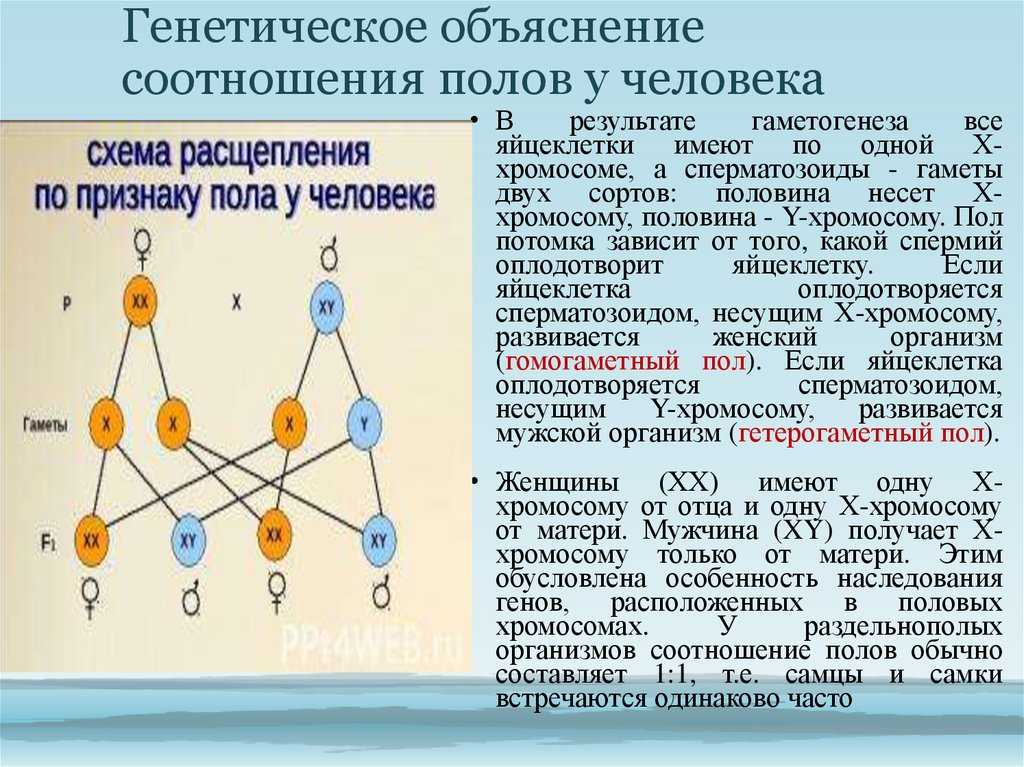 Интеллект передается по наследству. Генетика пола схема. Генетическая схема хромосомного определения пола у человека. Генетическая схема наследования пола человека. Схема расщепления по признаку пола у человека.