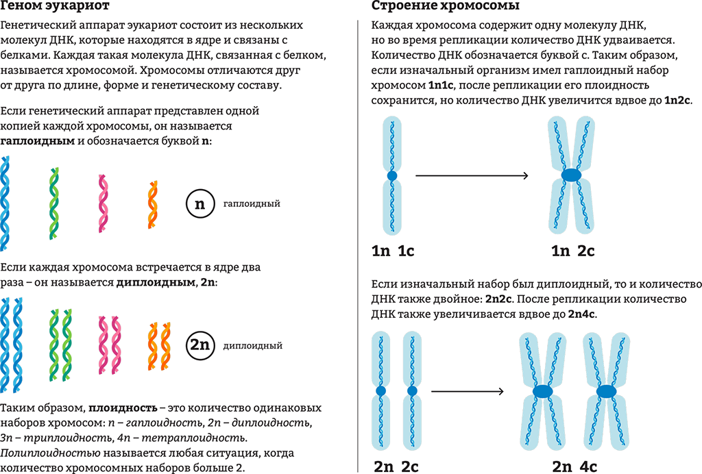 Ген геном генетические аппараты. Строение хромосомы эукариотической клетки. Хромосомная ДНК структура. Хромосомный набор клетки строение. Строение хромосом 2n2c.
