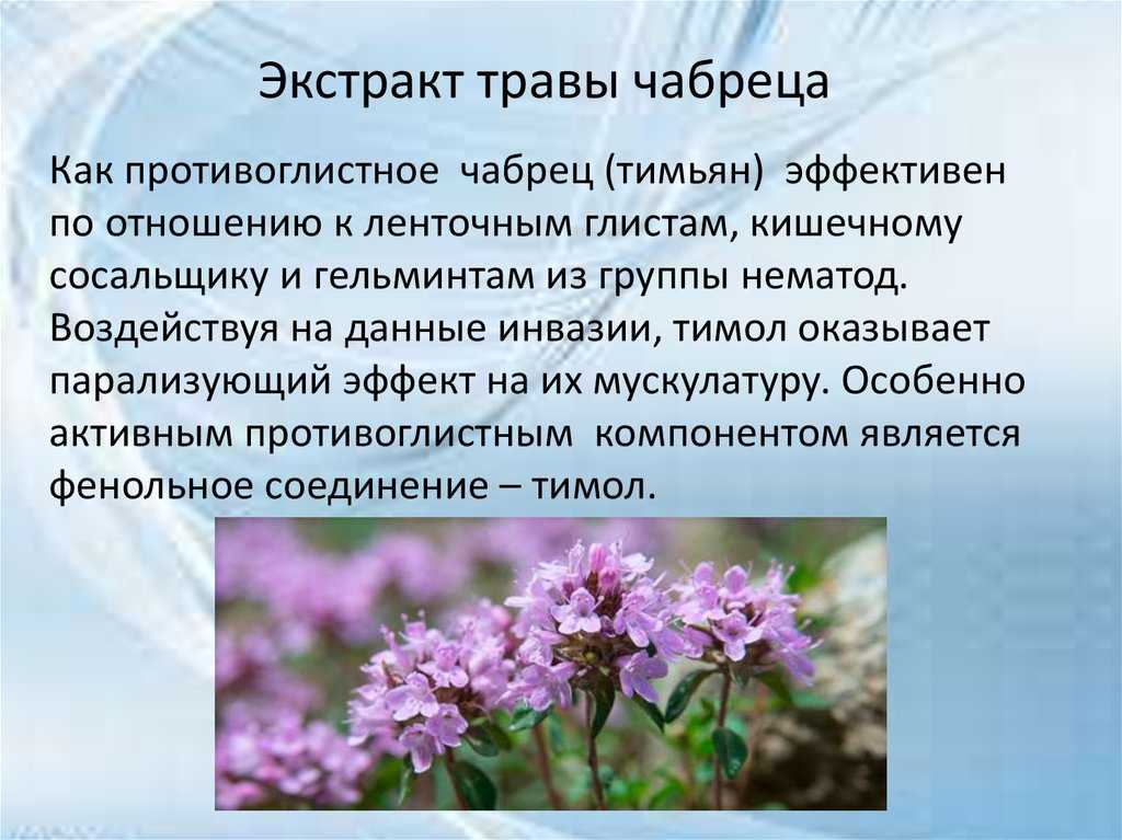 Чабрец вред для организма. Экстракт травы чабреца. Лечебные лекарственные травы чабрец. Чабрец презентация. Чем полезна трава чабрец.