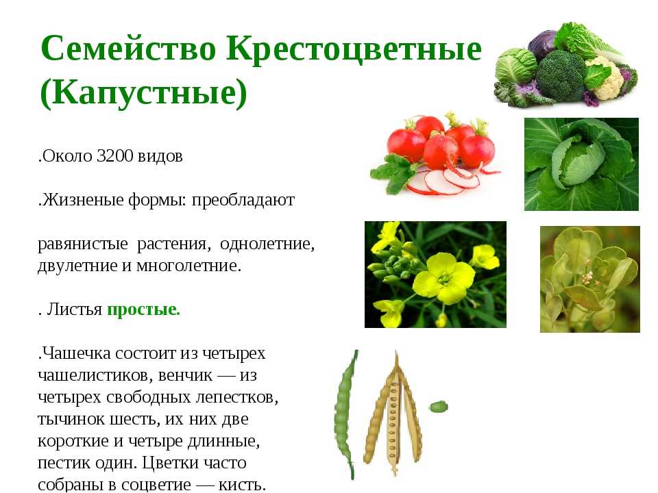 Плод крестоцветных растений