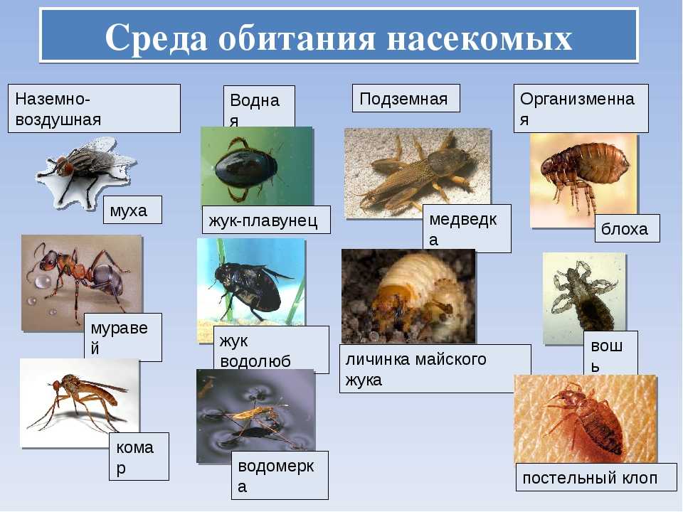 Какие виды обитают. Насекомые примеры. Среды жизни насекомых. Обитание насекомых. Наземно воздушные насекомые.