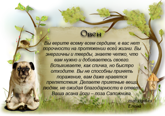 Овен это какое животное. Собака гороскоп. Собаки по гороскопу для человека. Собачий гороскоп для собак. Гороскоп про собак для людей.