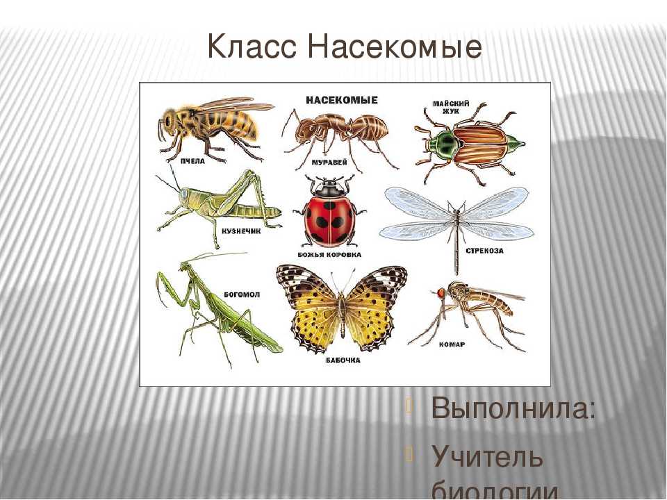 Биология тест класс насекомые. Насекомые биология. Представители насекомых. Класс насекомые. Класс насекомые отряды.