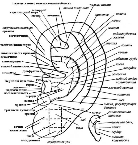 А огулов рисунок проекционных зон на теле человека
