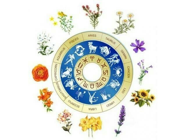 Дева цветок по гороскопу. Цветочные знаки зодиака. Астрология растений. Гороскоп цветы. Астрология и цветы.