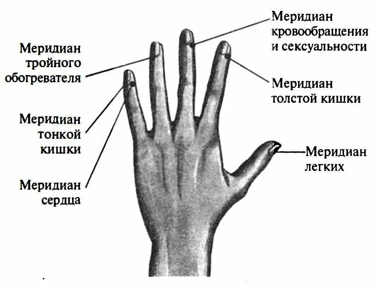 На рост на пальце руки. Меридианы на руках. Меридианы на пальцах рук. Схема пальцев на руке. Меридианы на кистях рук.
