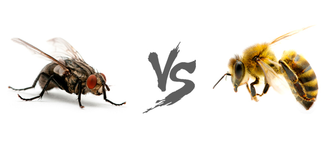 Притча о пчелах. Притча о пчеле и мухе. Муха и пчела. Муха против пчелы. Мышление мухи и пчелы.