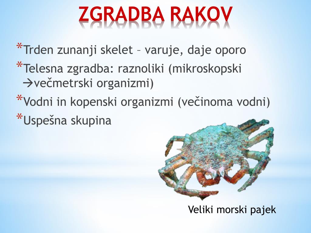 Имена рак мальчик. Tuxumdon Raki ppt.