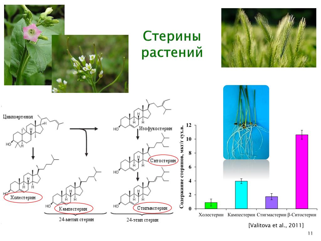 Биохимические растения. Стерины растений. Растения содержащие фитостерины. Растительные стерины и станолы. Продукты содержащие растительные стерины.