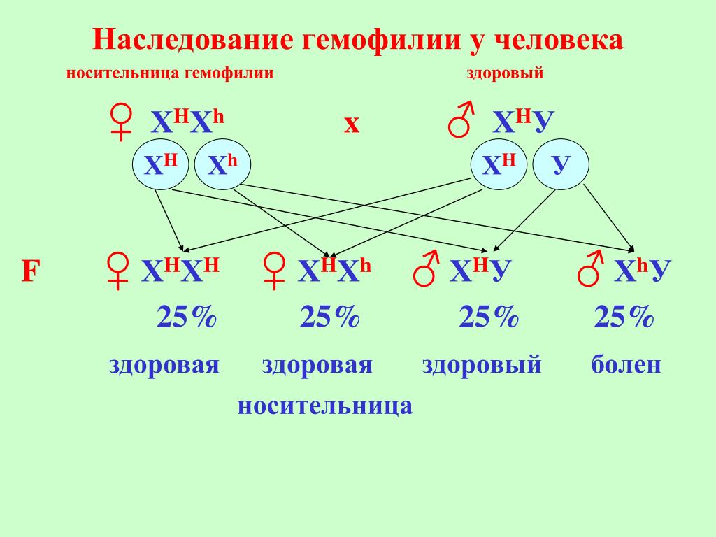 Генотип женщины страдающей гемофилией. Схема наследования гемофилии. Генетические схемы наследования гемофилии. Гемофилия генетика Тип наследования. Схема наследования гемофилии у человека.