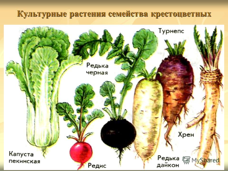 Однолетние цветы семейства крестоцветных