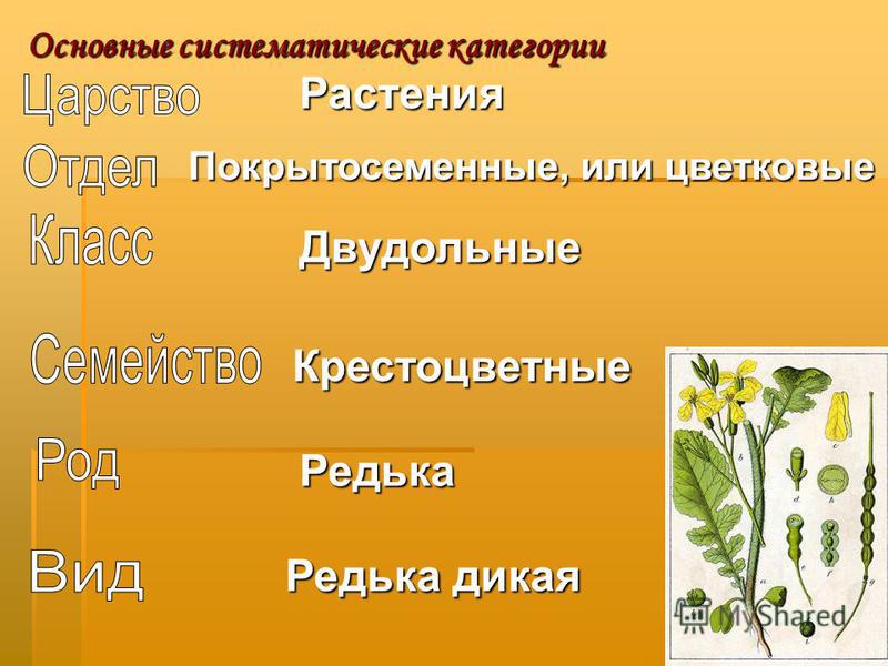 Класс семейство род вид растений. Редька Дикая систематика. Систематика растений редька Дикая. Систематическая характеристика редька Дикая. Покрытосеменные двудольные крестоцветные.