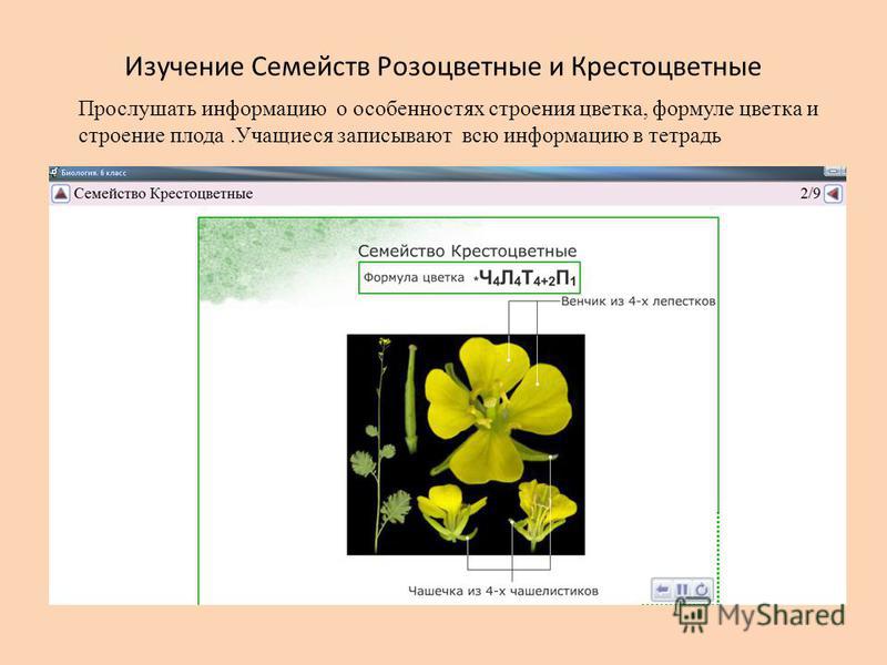 Крестоцветные растения количество лепестков. Формула цветка семейства крестоцветные 6 класс биология. Класс двудольные семейство крестоцветные и Розоцветные. Диаграмма цветка крестоцветных.