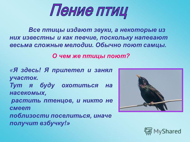 Звуки определенных птиц. Почему птицы поют. Какие звуки издают птицы. Птицы издающие звуки. Как звучат птицы.