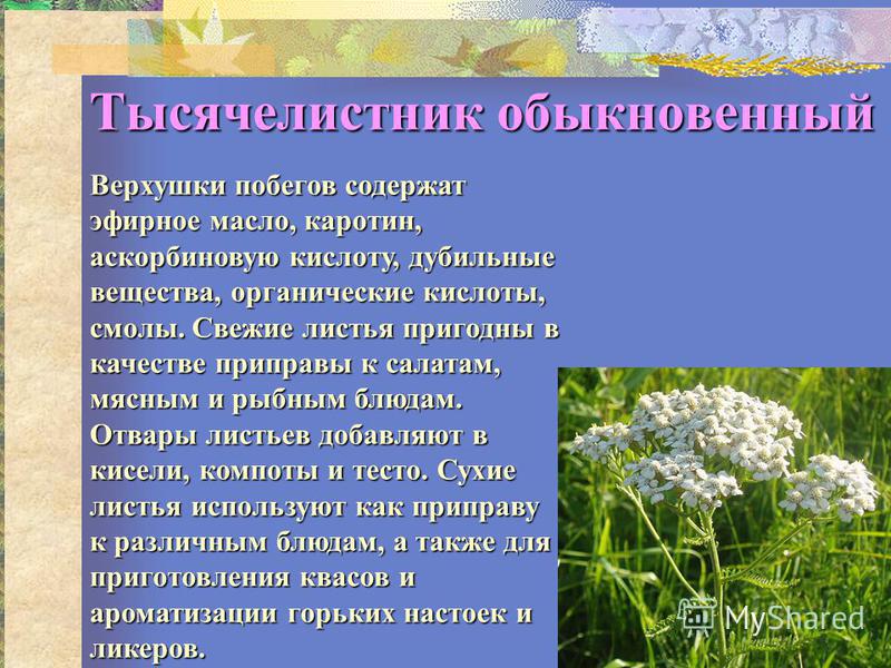 Тысячелистник описание фото