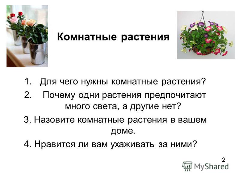 Для чего нужны комнатные растения