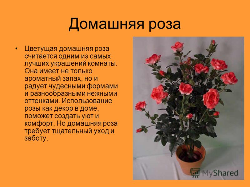 Комната роз содержание и чем закончится. Роза Родина растения. Родина розы комнатного растения. Роза цветок комнатный Родина. Комнатные растения описание.