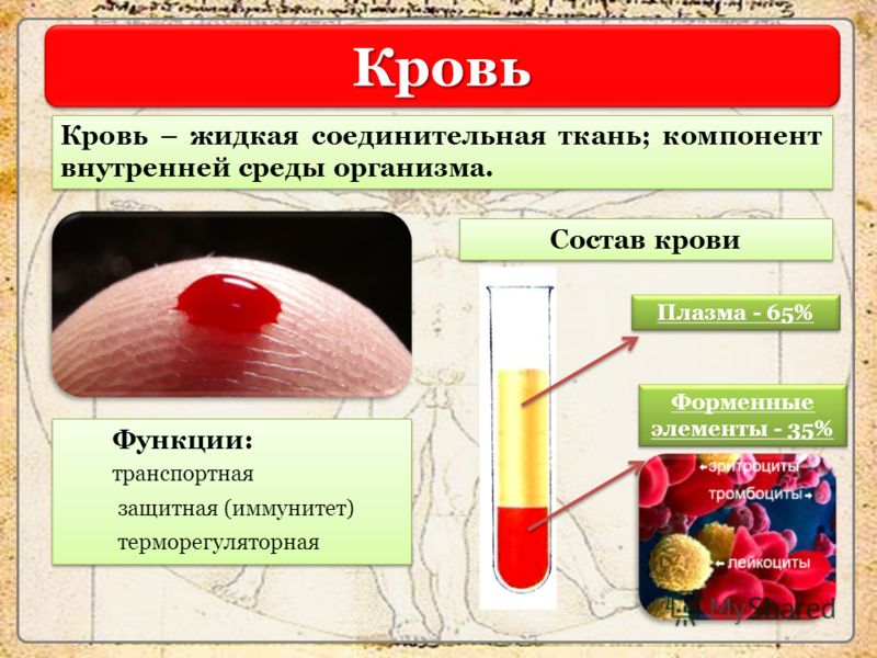 Жидкая соединительная. Кровь жидкая соединительная ткань. Внутренняя жидкая среда организма.